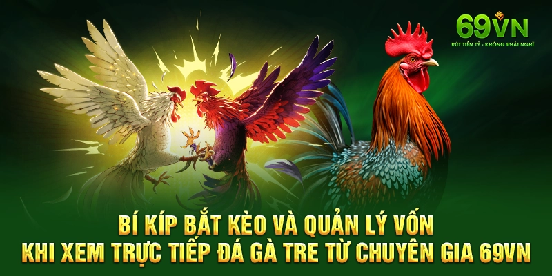 Bí kíp bắt kèo và quản lý vốn khi xem trực tiếp đá gà tre từ chuyên gia 69VN.
