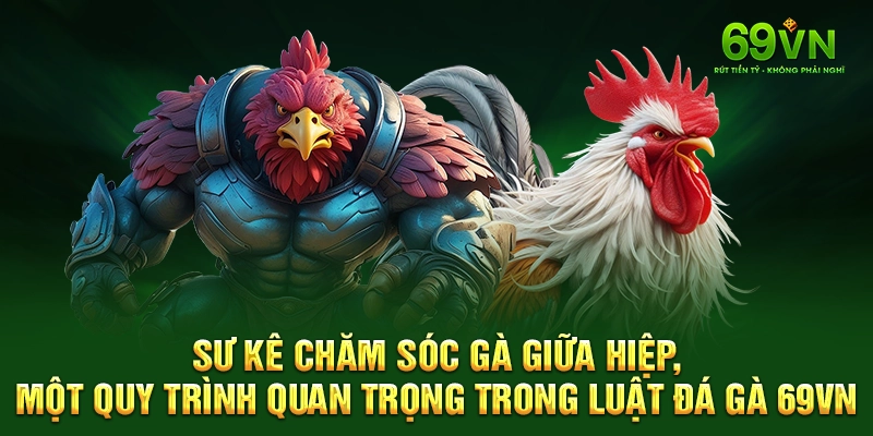 Sư kê chăm sóc gà giữa hiệp, một quy trình quan trọng trong luật đá gà 69VN.