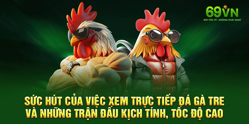 Sức hút của việc xem trực tiếp đá gà tre và những trận đấu kịch tính, tốc độ cao.