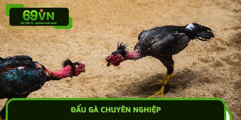 Đấu Gà Chuyên Nghiệp